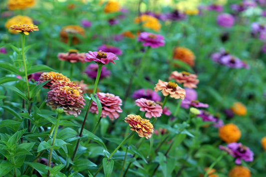 Zinnia garden