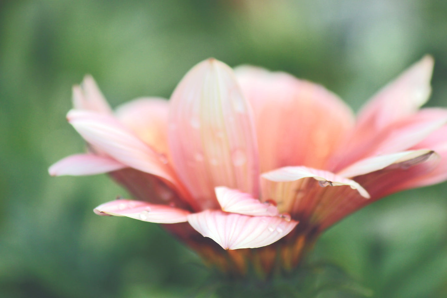 Pink treasure flower