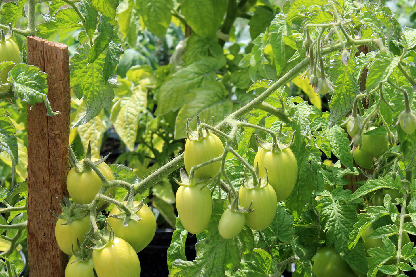 Staked tomatoes