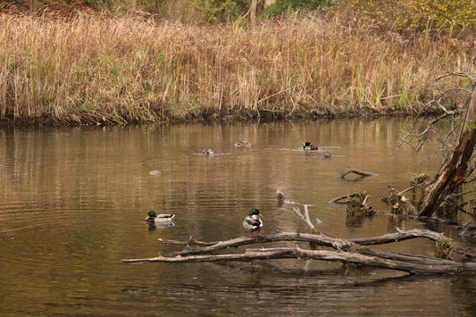 Ducks on the water