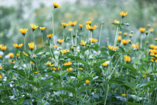 False sunflower meadow- 2023