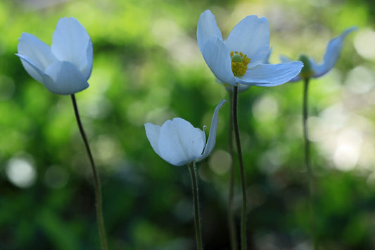 Canadian  Anemone