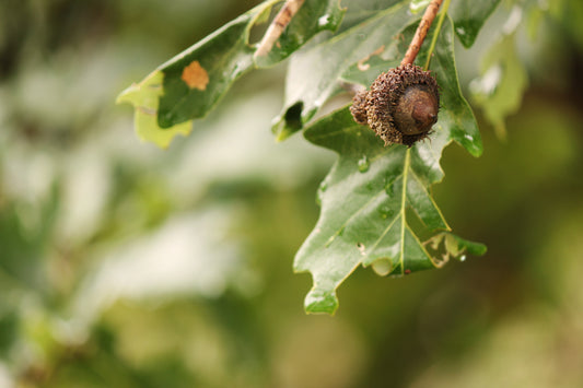 Oak tree fruit