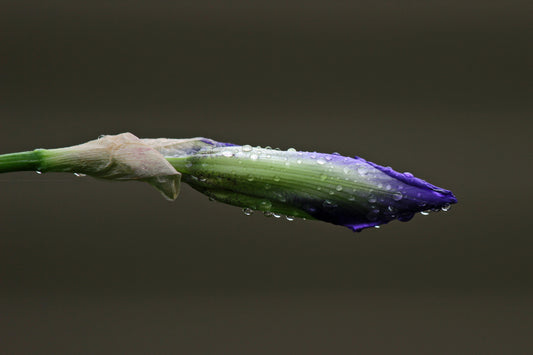 Iris in the rain