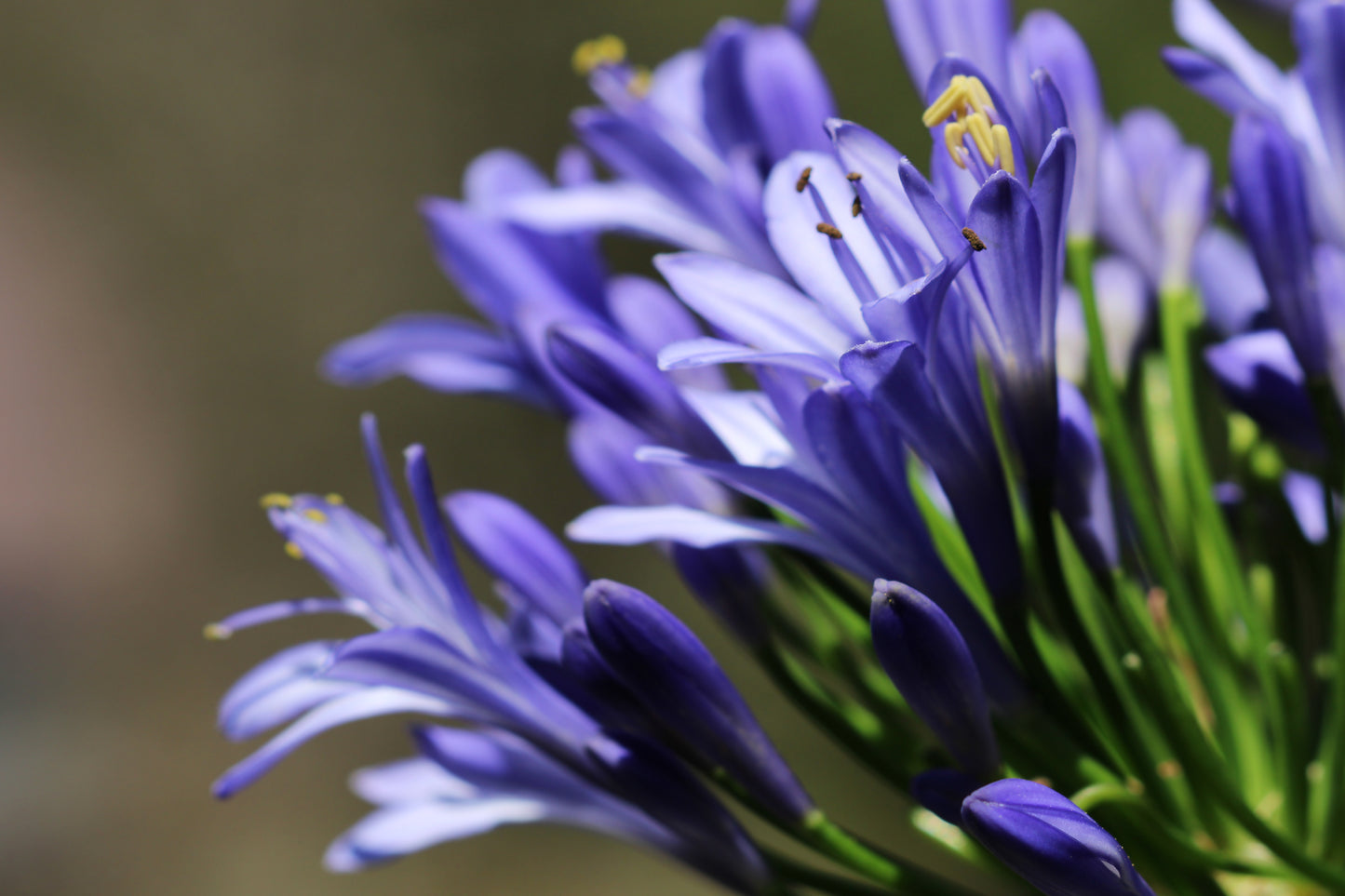 Agapanthus