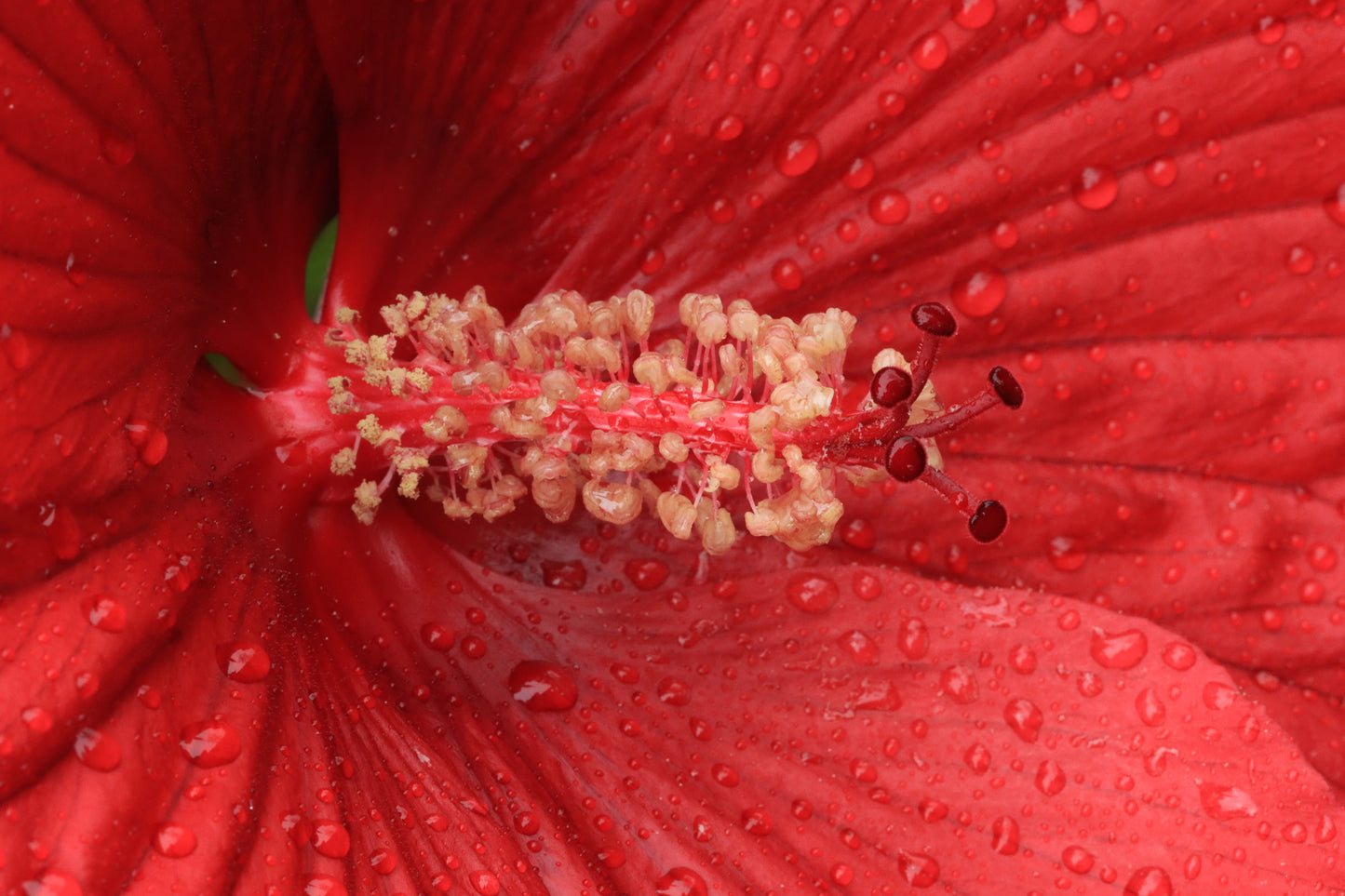 Macro hibiscus