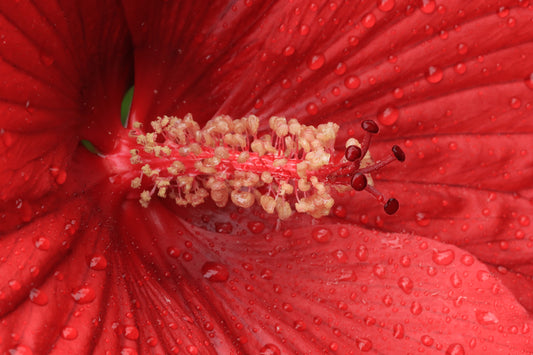 Macro hibiscus