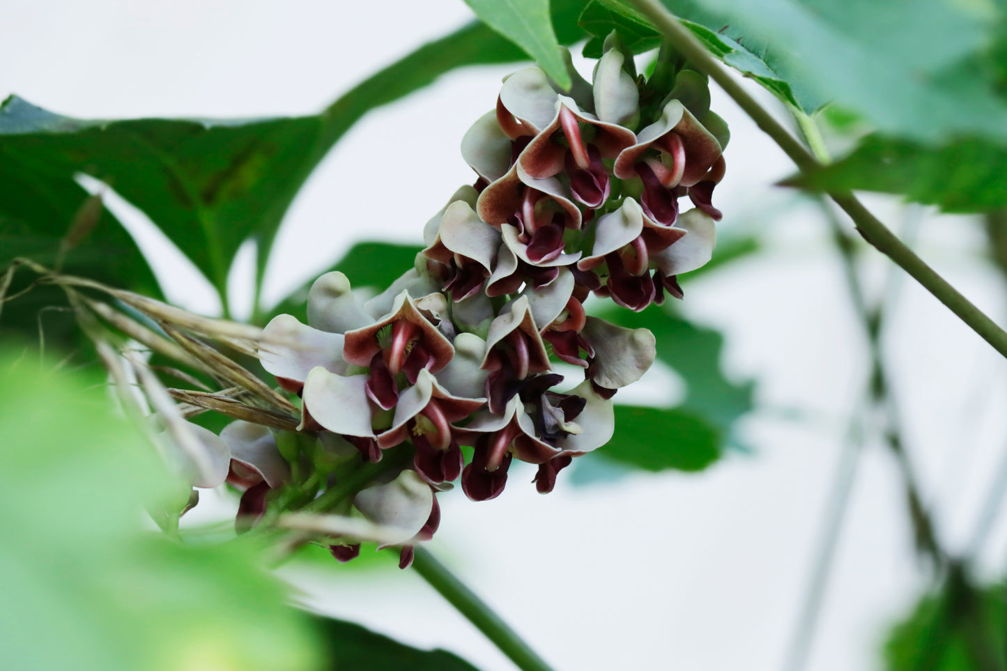 American groundnut