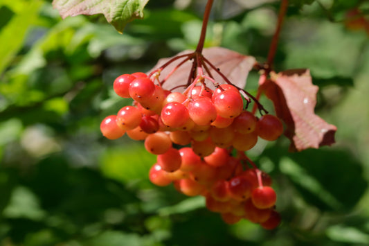 American Cranberrybush