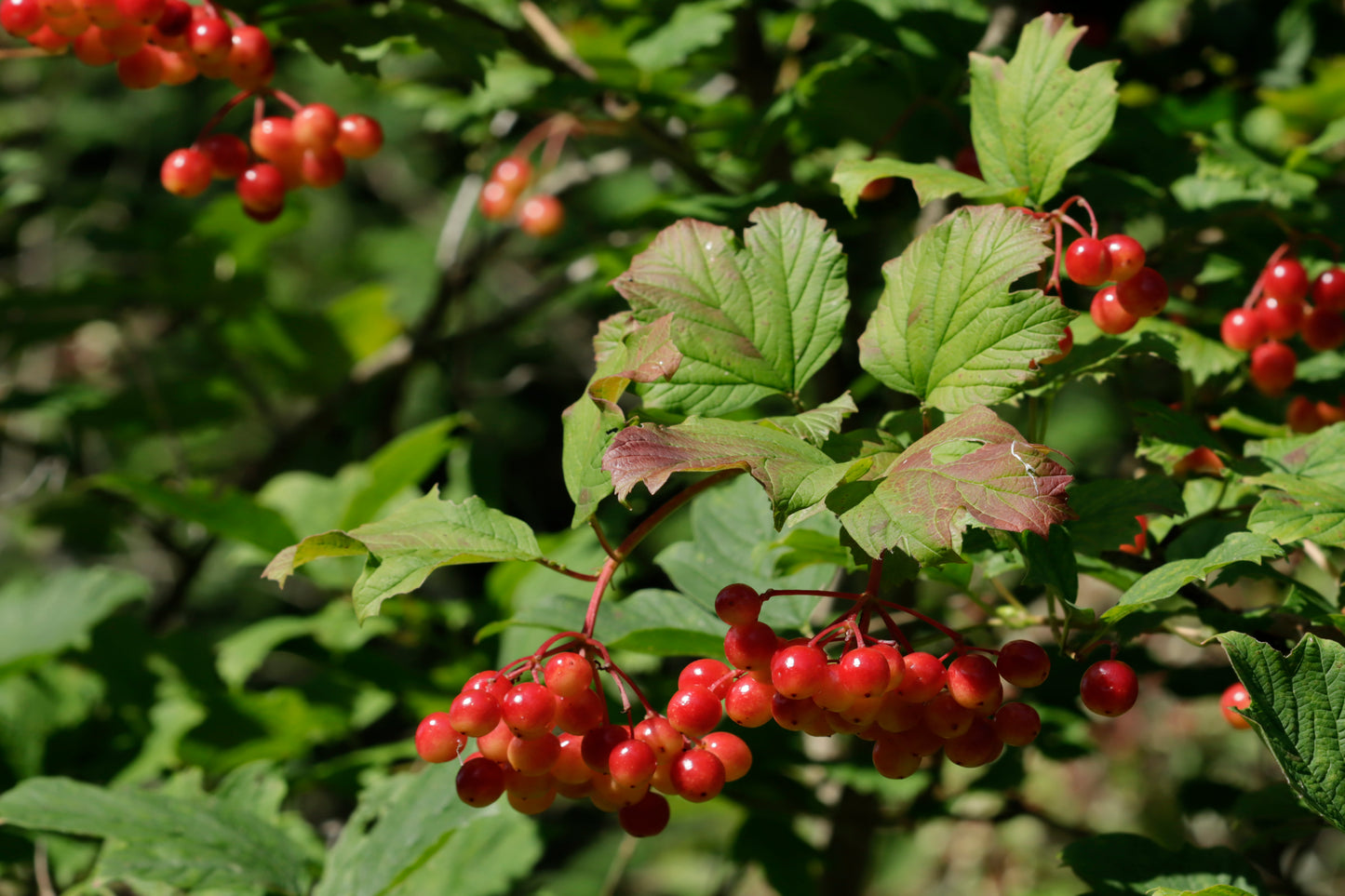 American Cranberry Bush