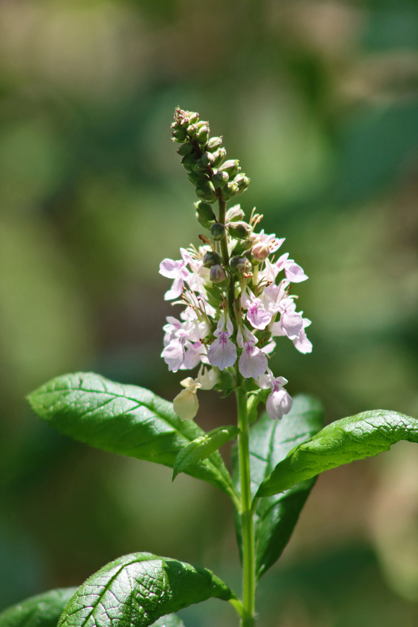 American Germander