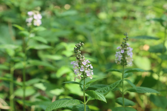 American Germander