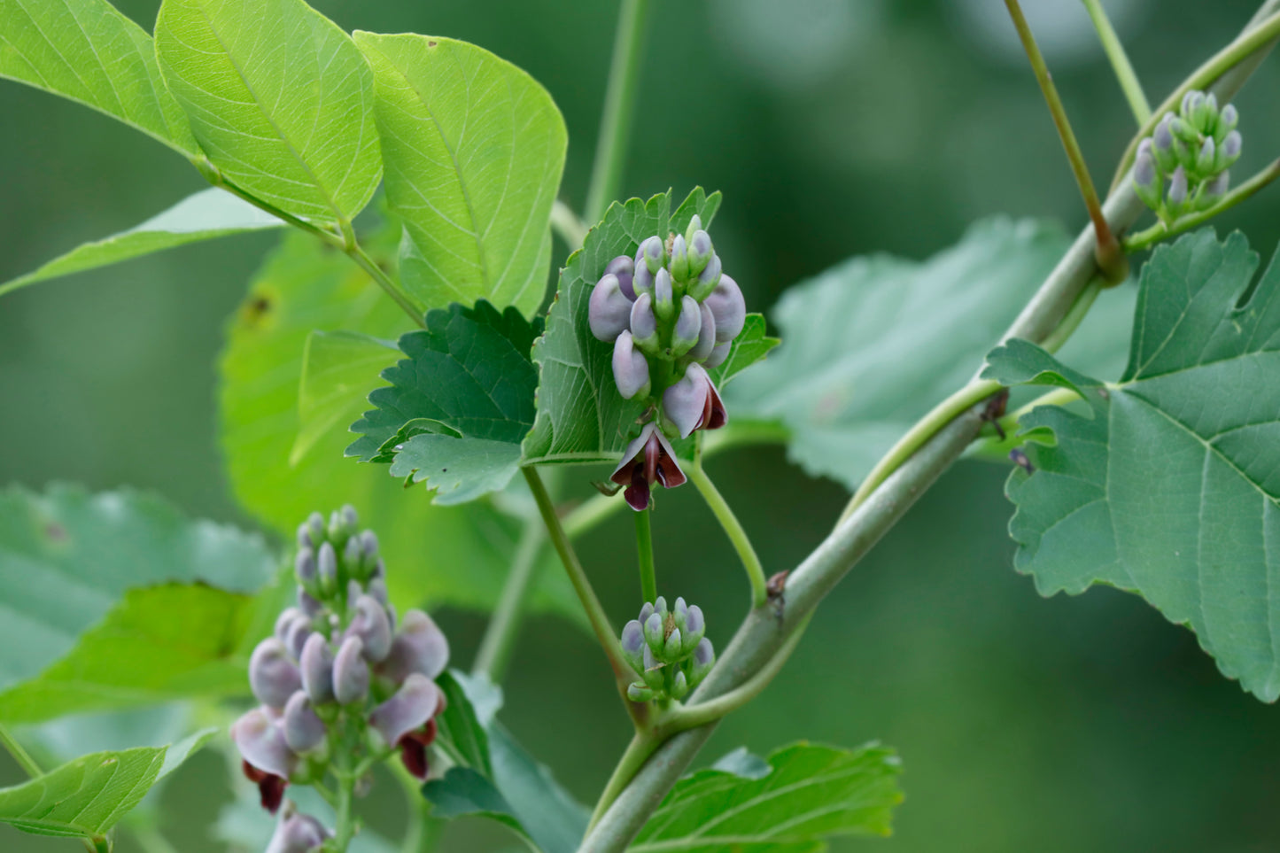 American Groundnut