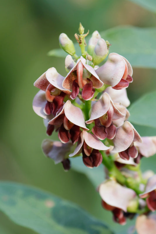 American Groundnut