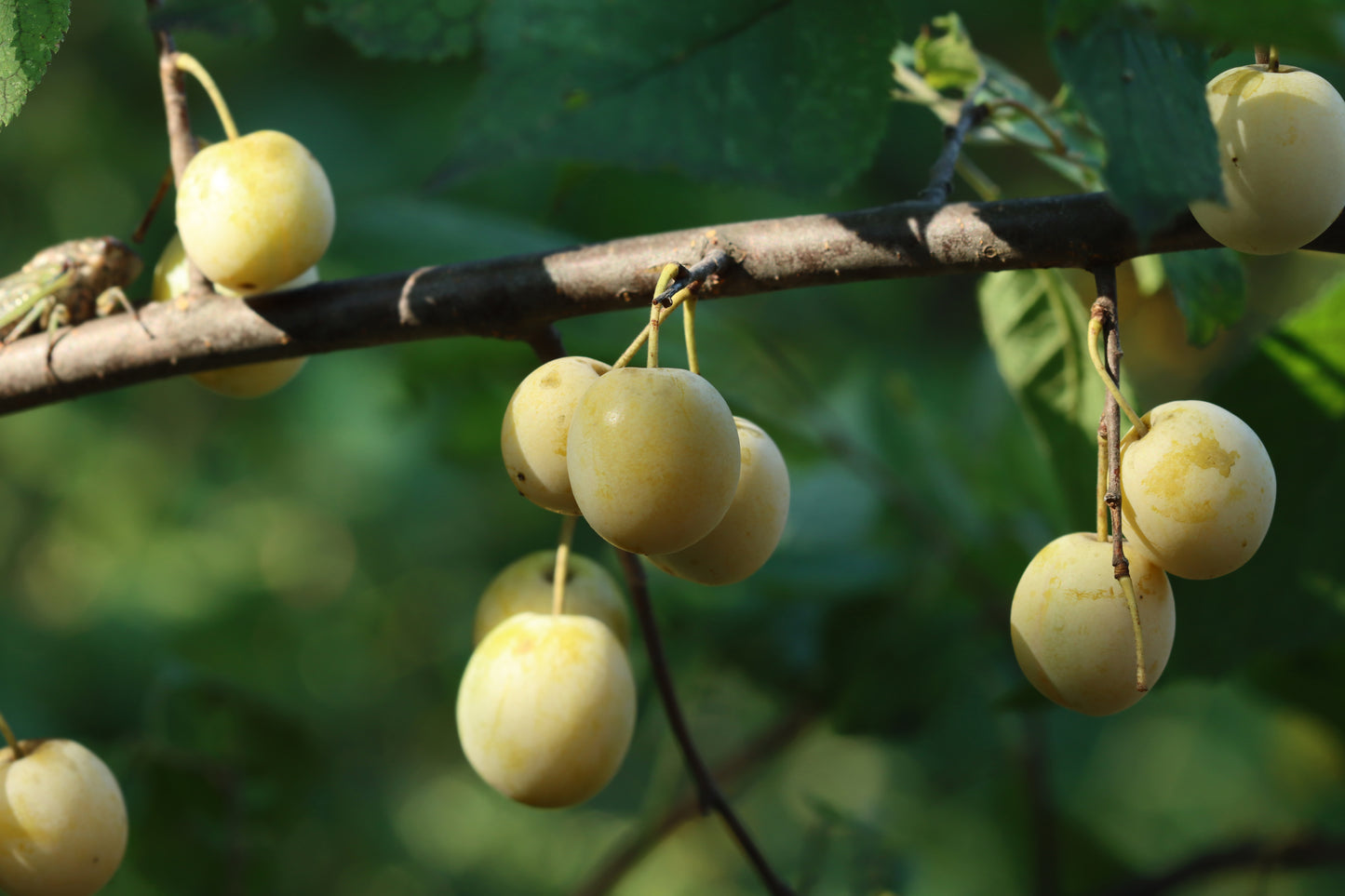 American Plum tree