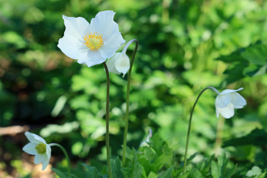 Canadian Anemone