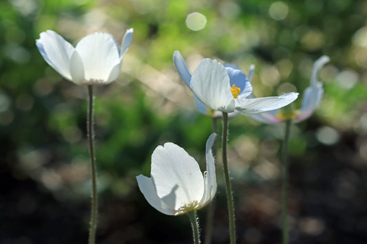 Canadian Anemone