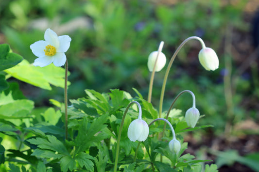 Canadian Anemone