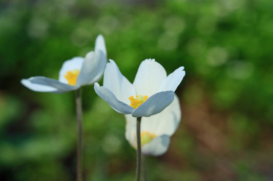 Canadian Anemone