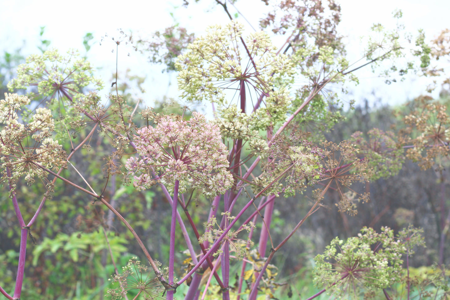 Angelica-Wild celery