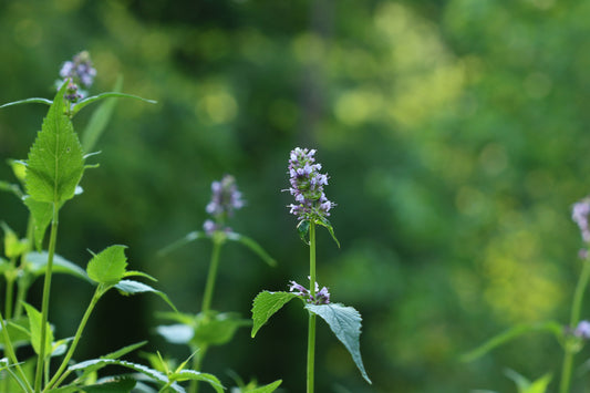 Anise Hyssop