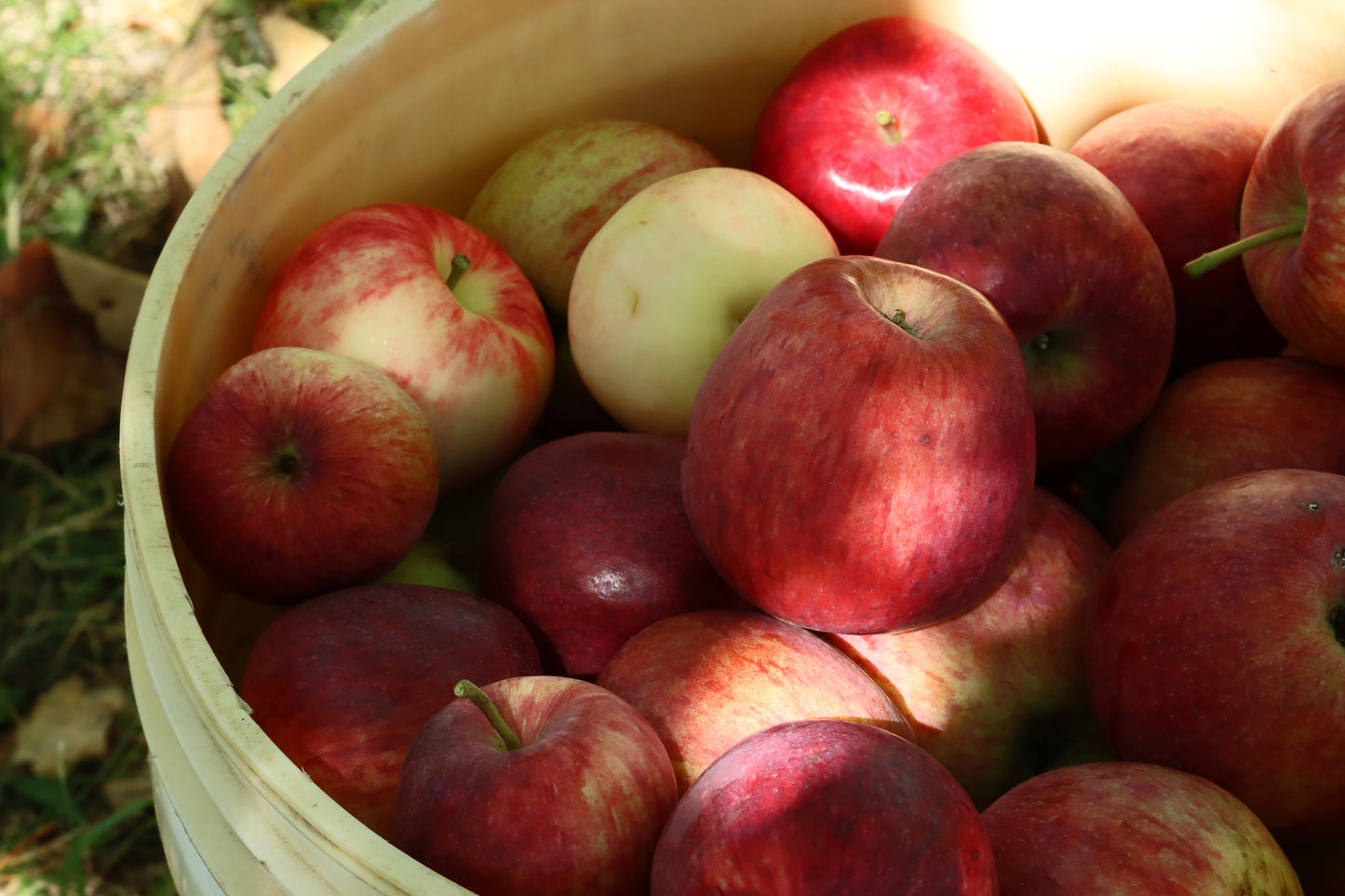 Hand picked apples