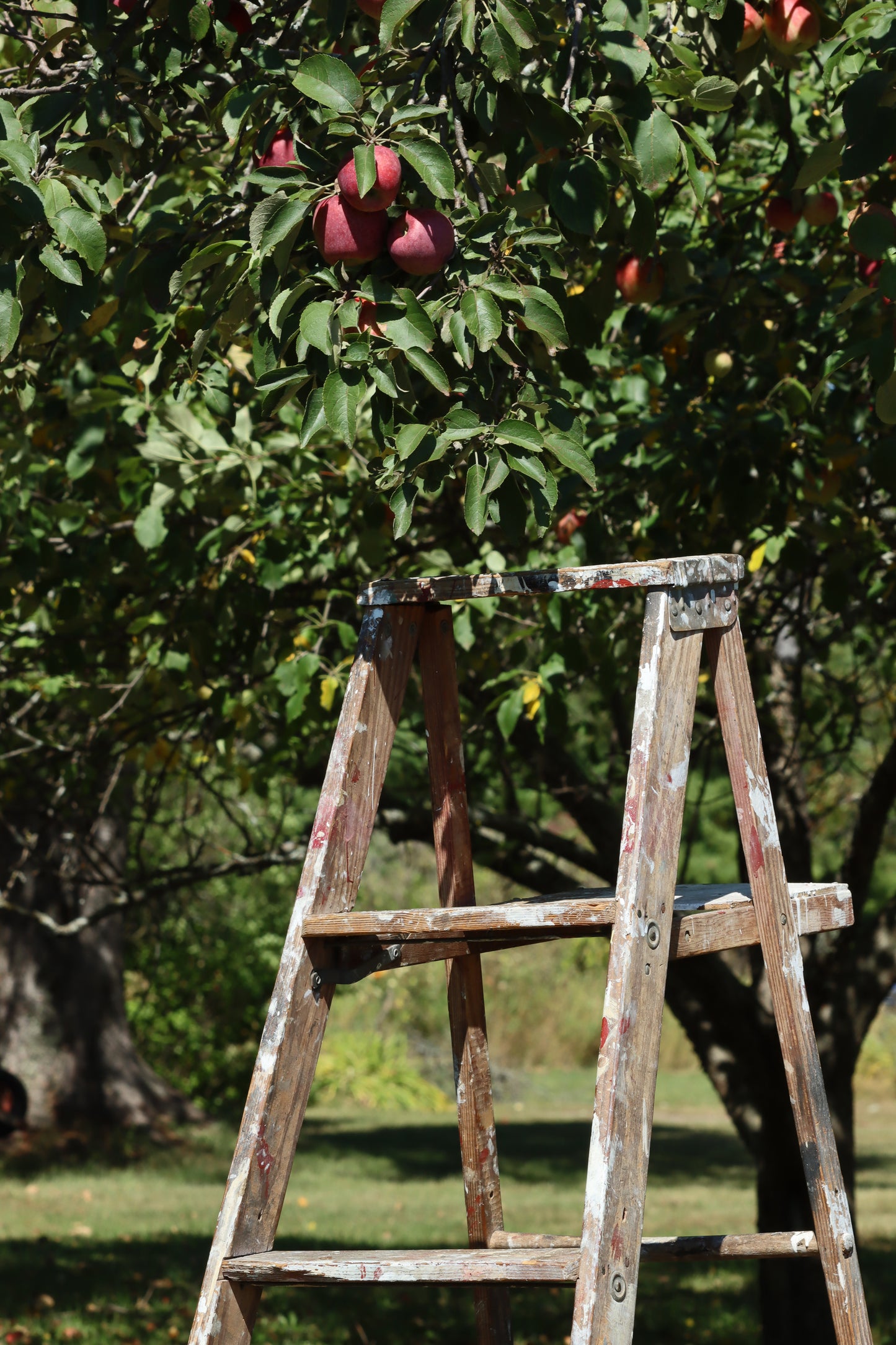 Apple picking