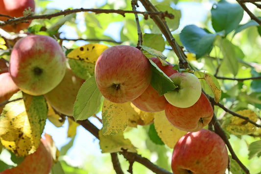 Apple harvest on the tree