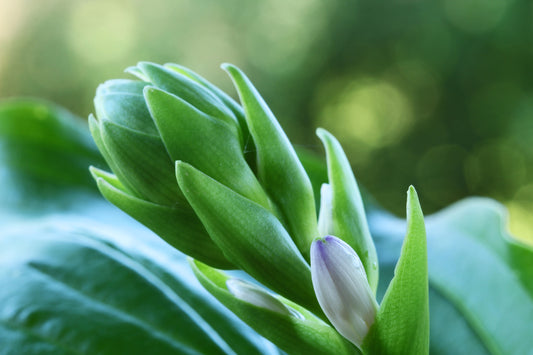 Hosta bud