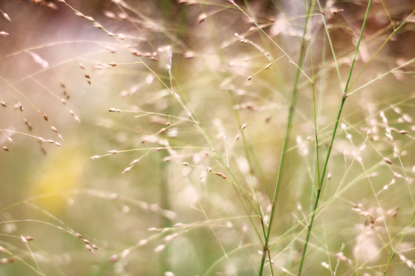 Switchgrass in autumn