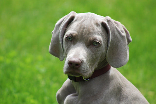 Weimaraner Puppy