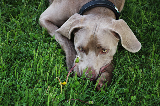 Weimaraner puppy