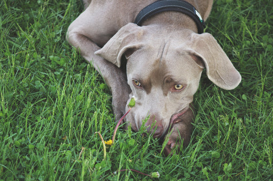 Weimaraner