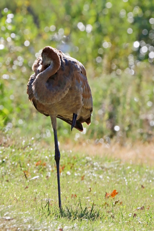 Young crane at rest