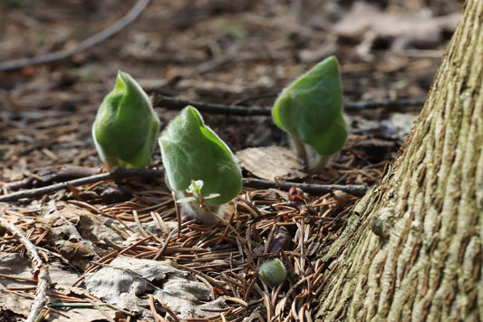 Wild Ginger