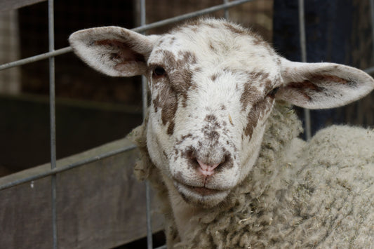 Speckled sheep