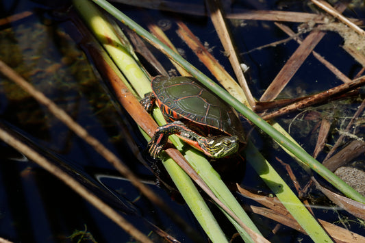 Baby painted turtle