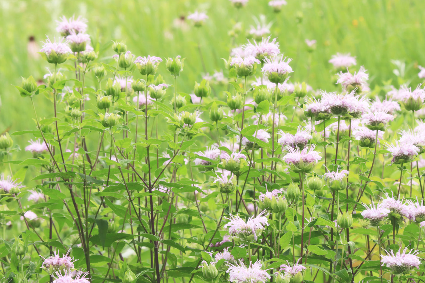 Bee balm meadow light