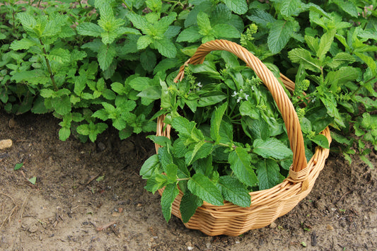 Mint harvest