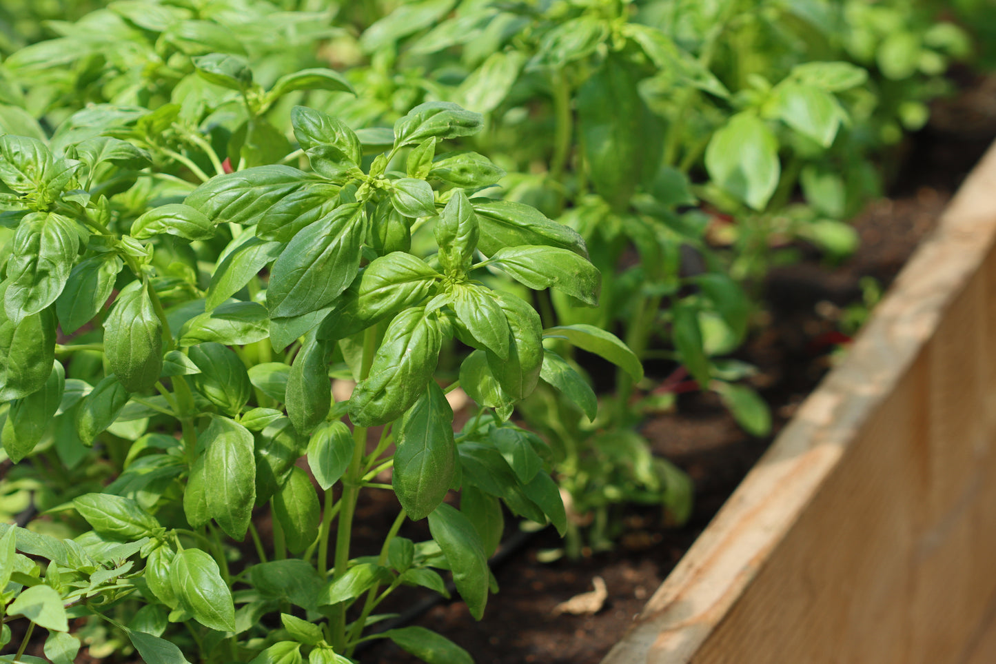 Basil raised garden bed