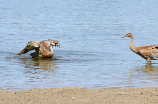 Sandhill cranes bathing