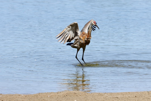 Bathing sandhill crane