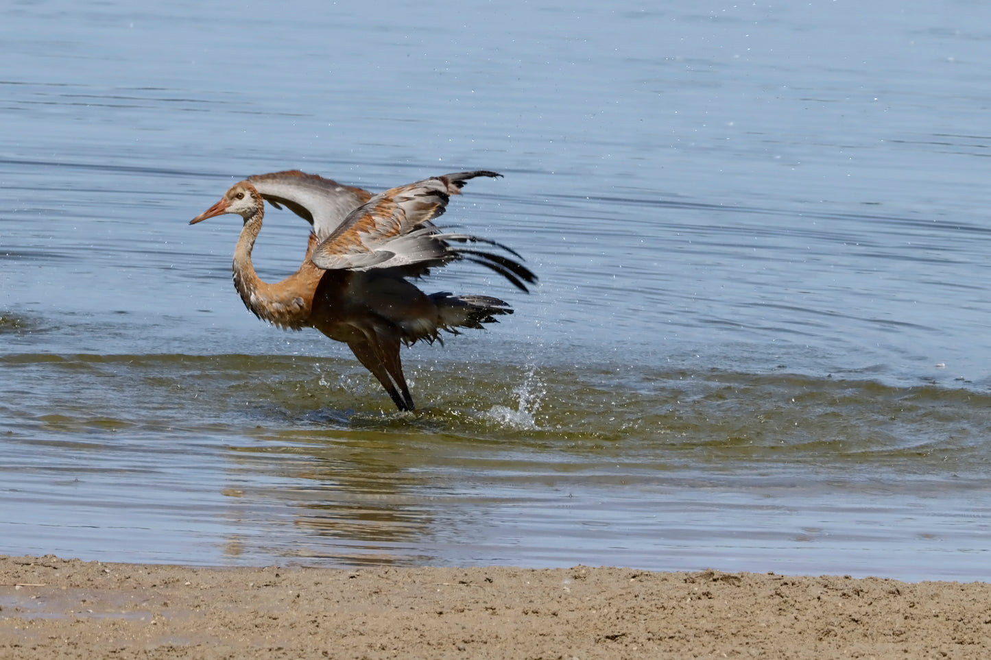 Sandhill crane bathing behavior