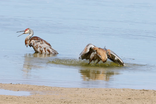 Cranes bathing