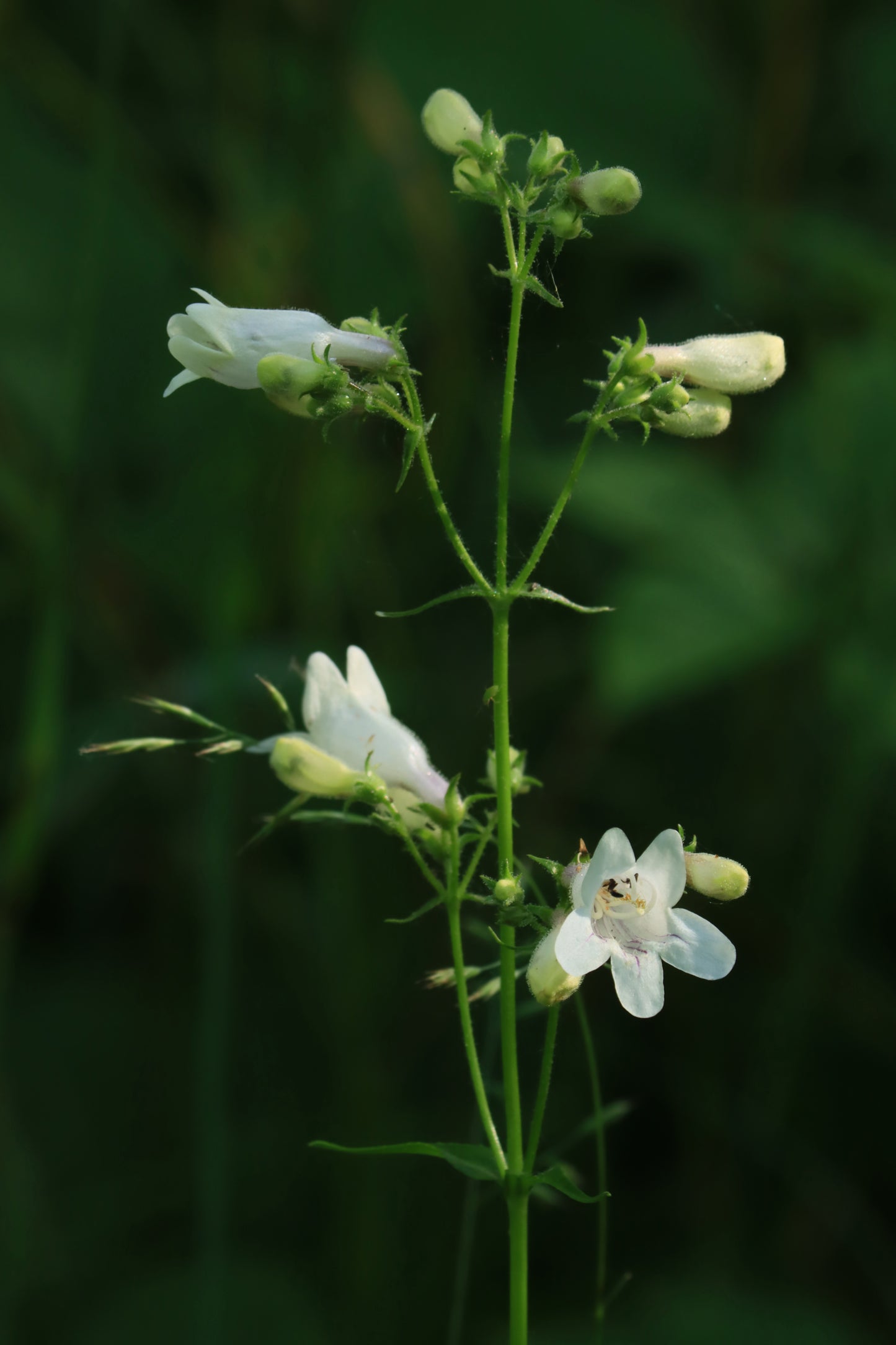 Foxglove Beardtongue-JUNE 2024