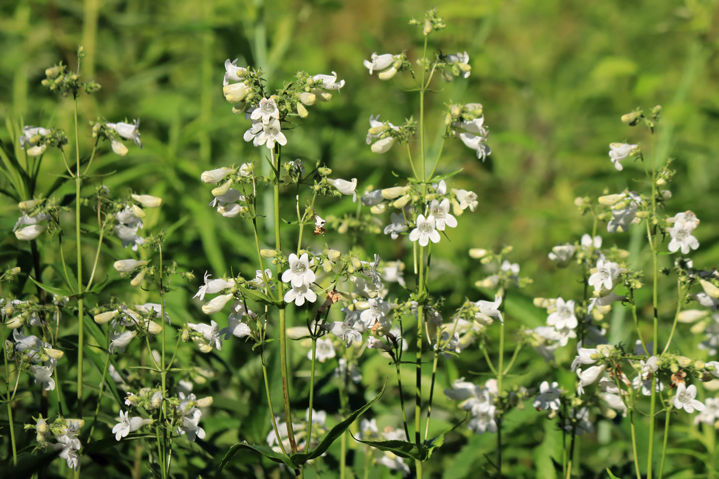 Foxglove Beardtongue- JUNE 2024