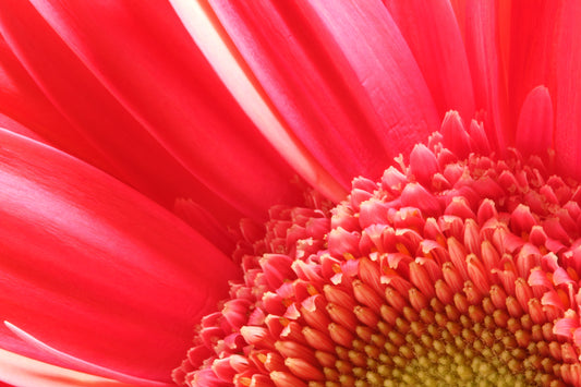 Pink Gerbera Macro