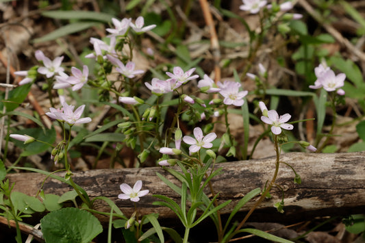 Spring Beauty