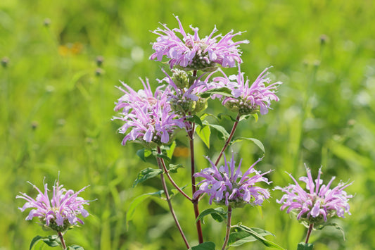 Bee Balm