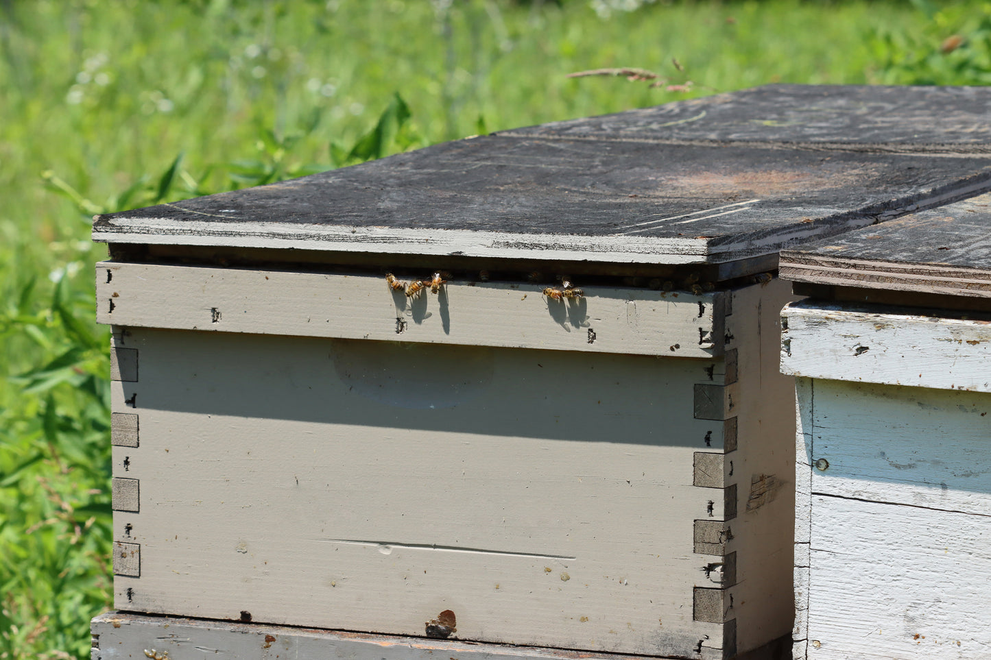 Bee hives & bees